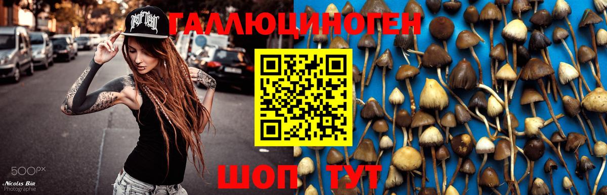 закладки  Мценск  Псилоцибиновые грибы GOLDEN TEACHER  Псилоцибиновые грибы прущие грибы 